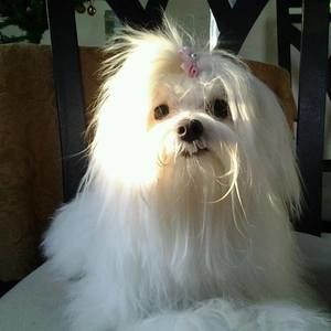 Meet your Posher, Antonio